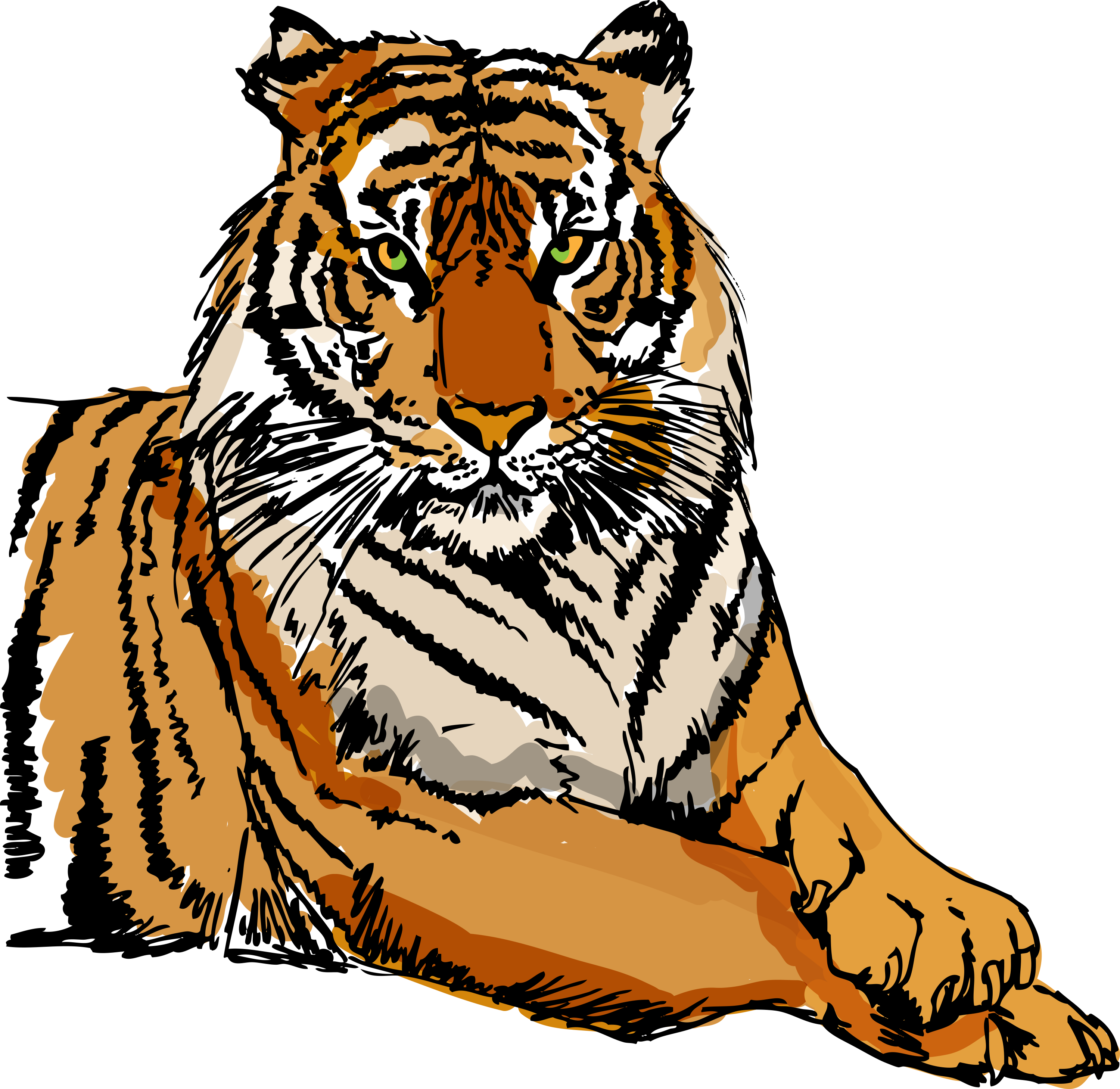 Sketch Of White Tiger Vector Illustration G1xcnm O L Farmington Choir